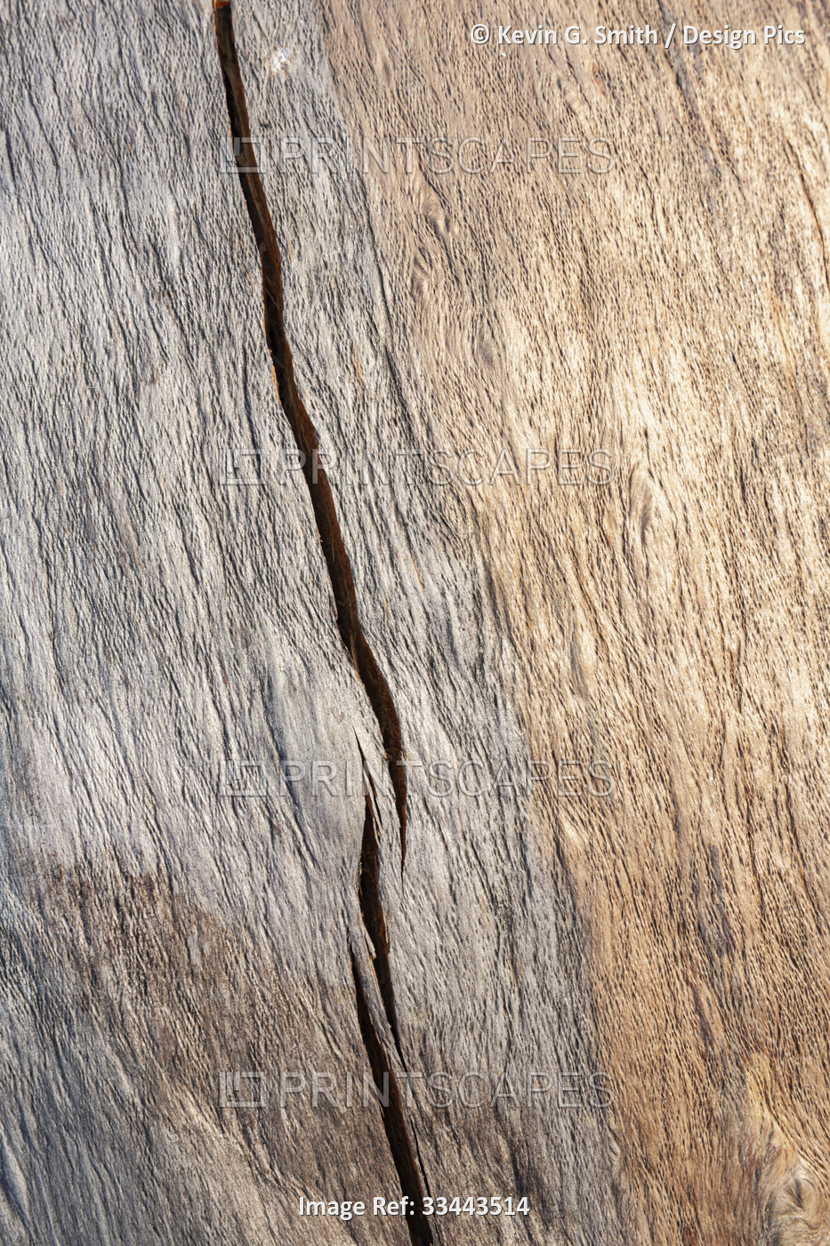 Close-up detail of weathered wood grain pattern in a spruce burl in Summer, ...
