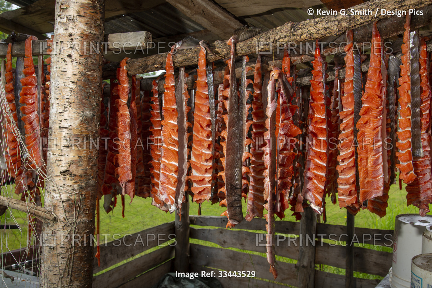 Filleted salmon hanging on a drying rack in a smoke house at a remote fish camp ...