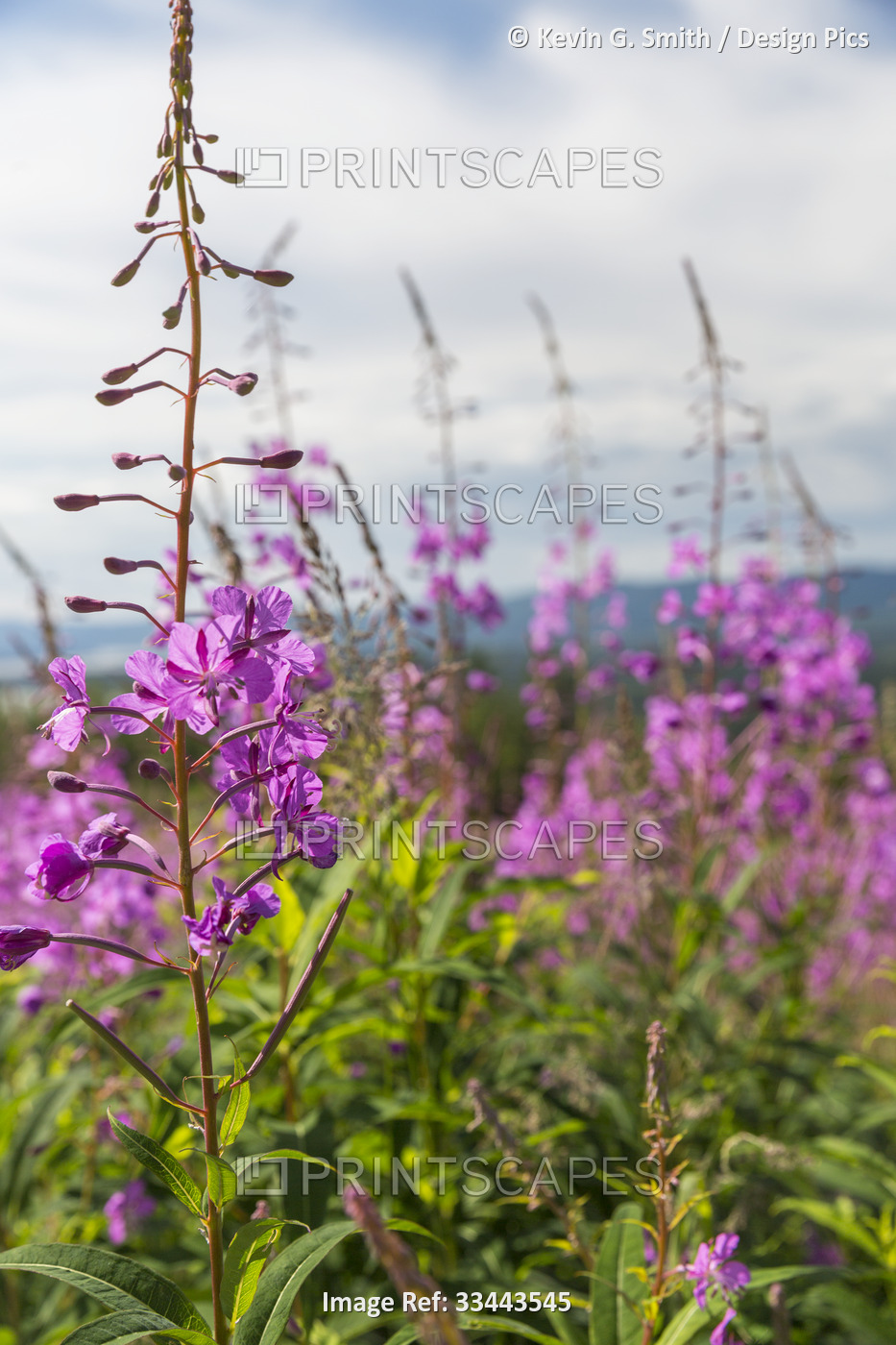 Close-up of fireweeds (Chamaenerion angustifolium) flowering plant growing in a ...
