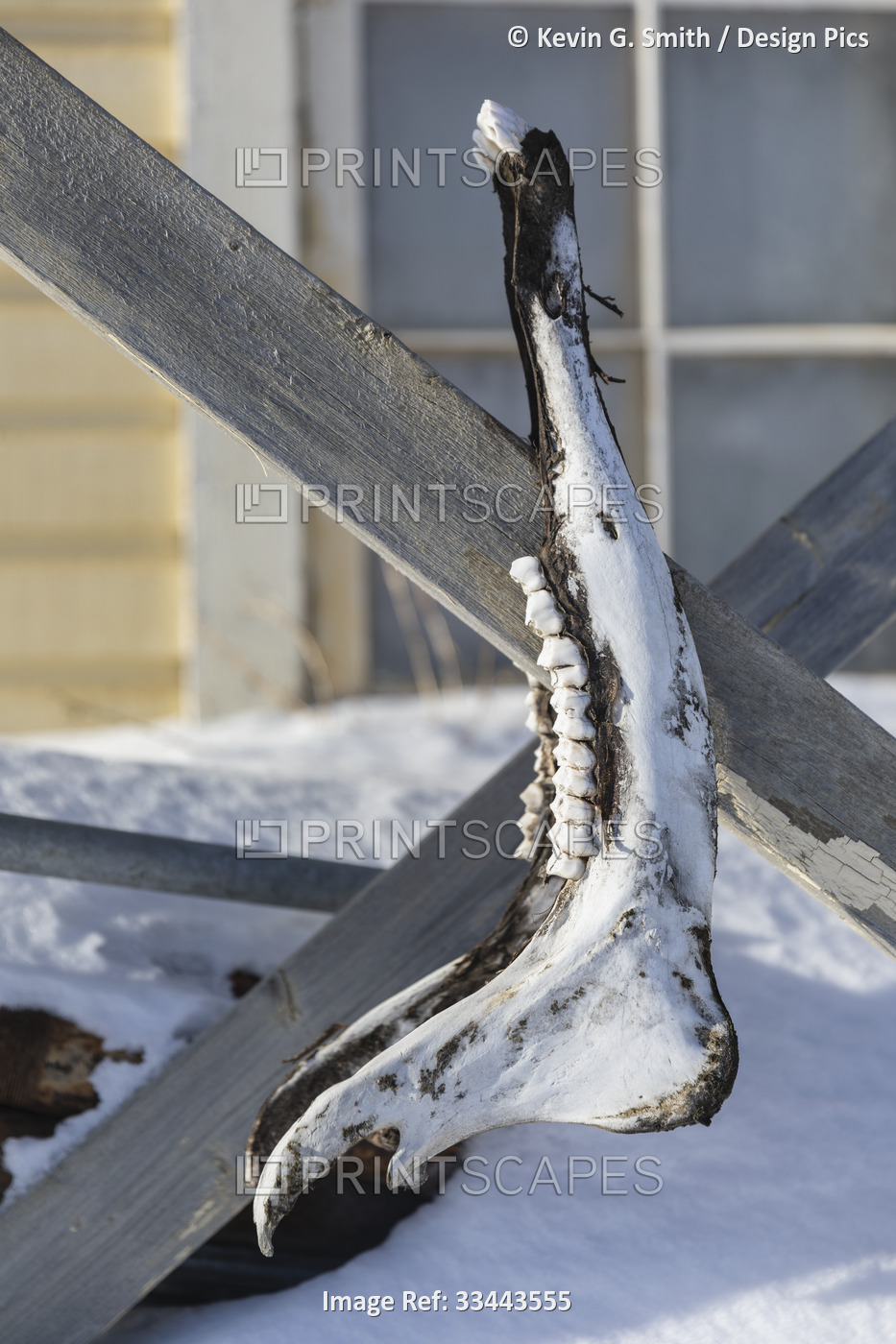 Detail photograph of a weathered moose jaw hanging on a wooden structure in ...