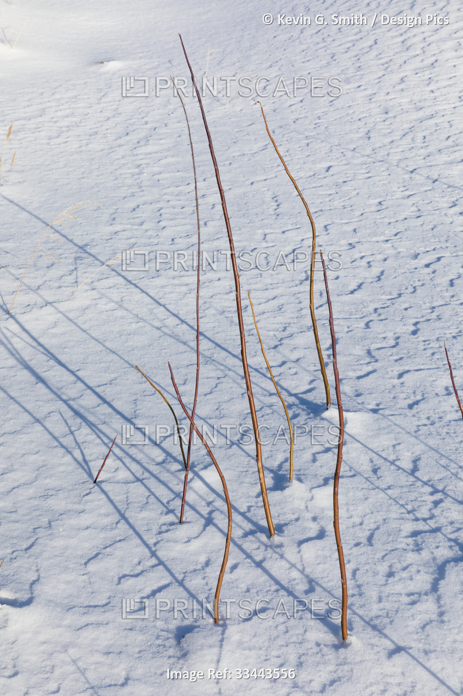 Close-up of willow shoots growing through windblown patterns in the snow in ...