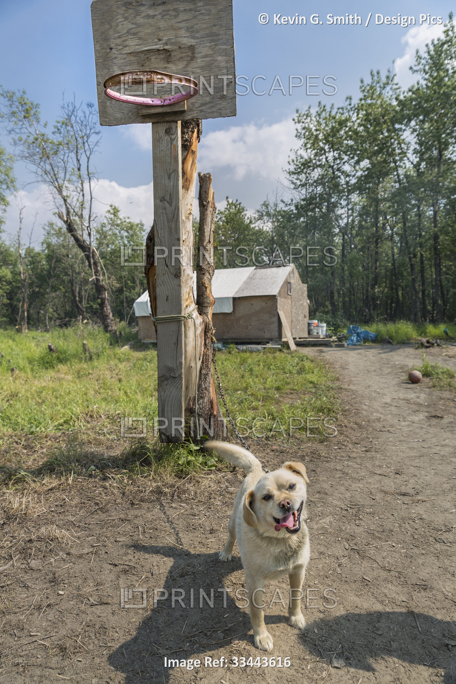 A friendly dog tied up to a basketball hoop comes to greet the photographer, ...