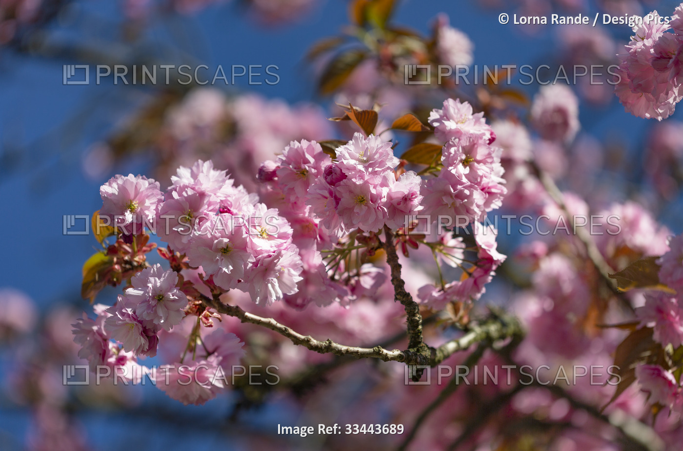 Pink cherry blossoms on a tree against a blue sky; North Vancouver, British ...