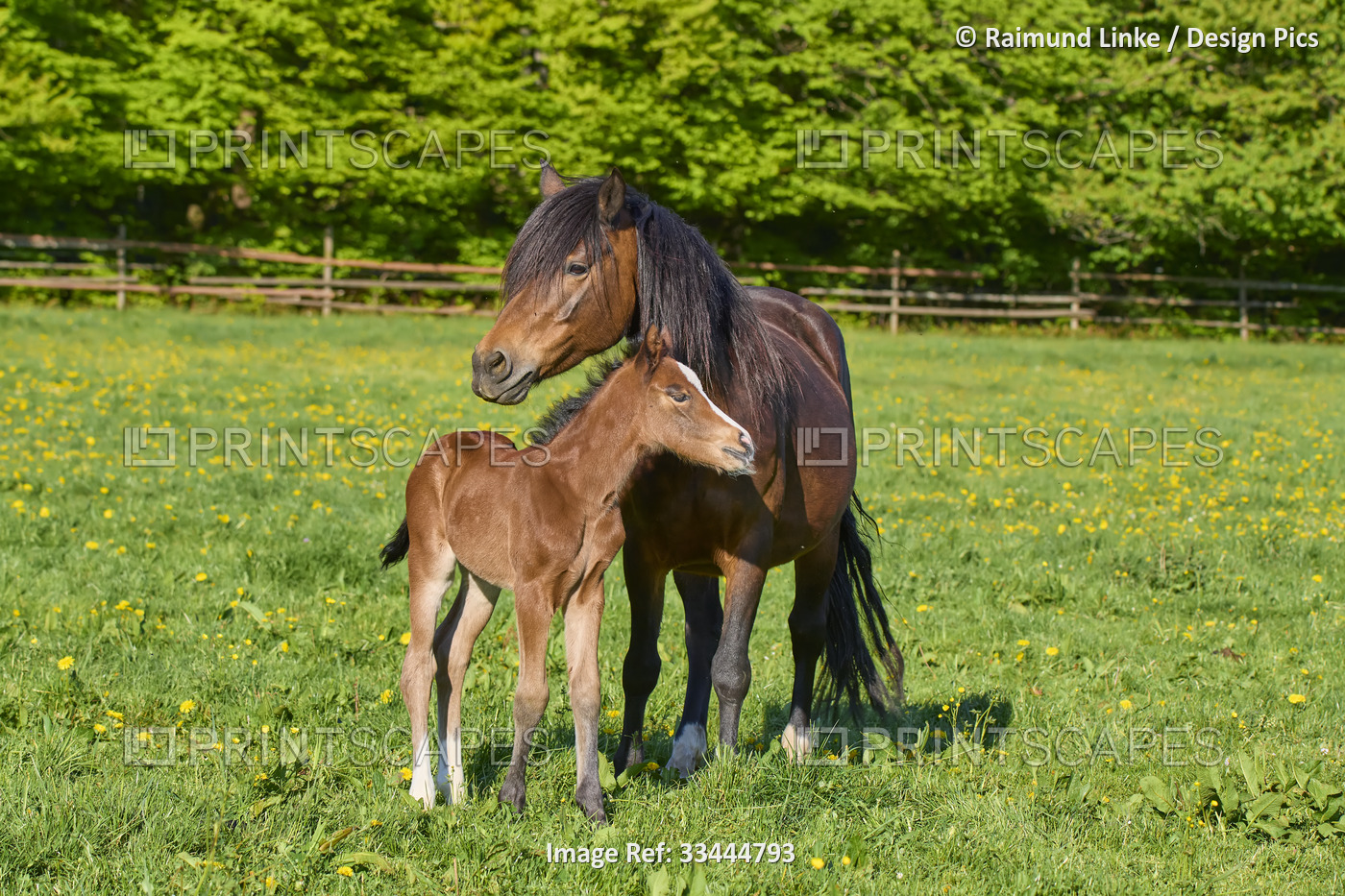 Mare and foal horses on pasture in springtime; Odenwald, Baden-Wurttemberg, ...
