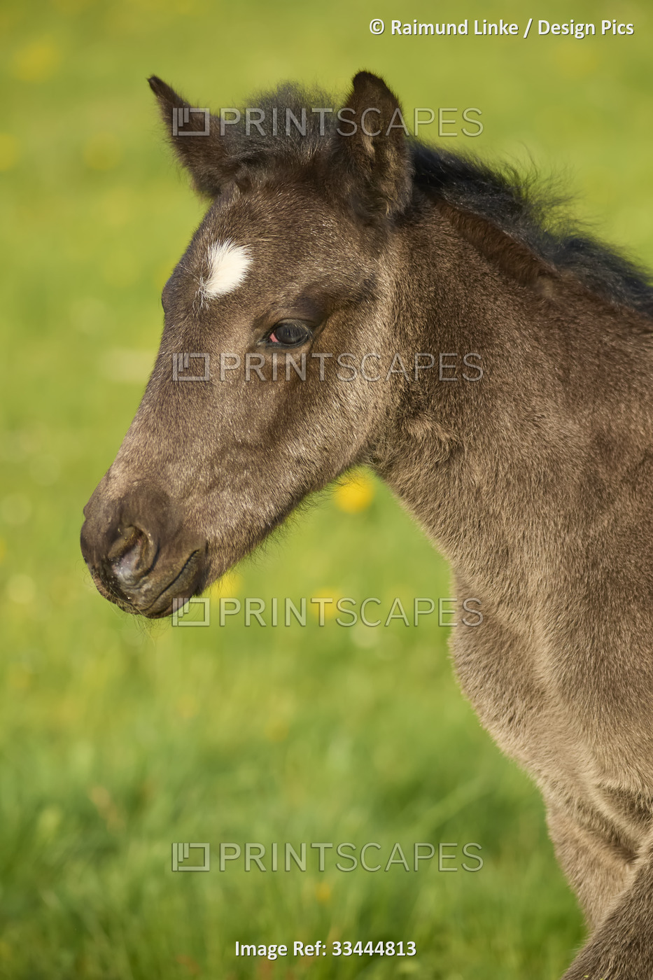 Portrait of a foal on a pasture; Odenwald, Baden-Wurttemberg, Germany