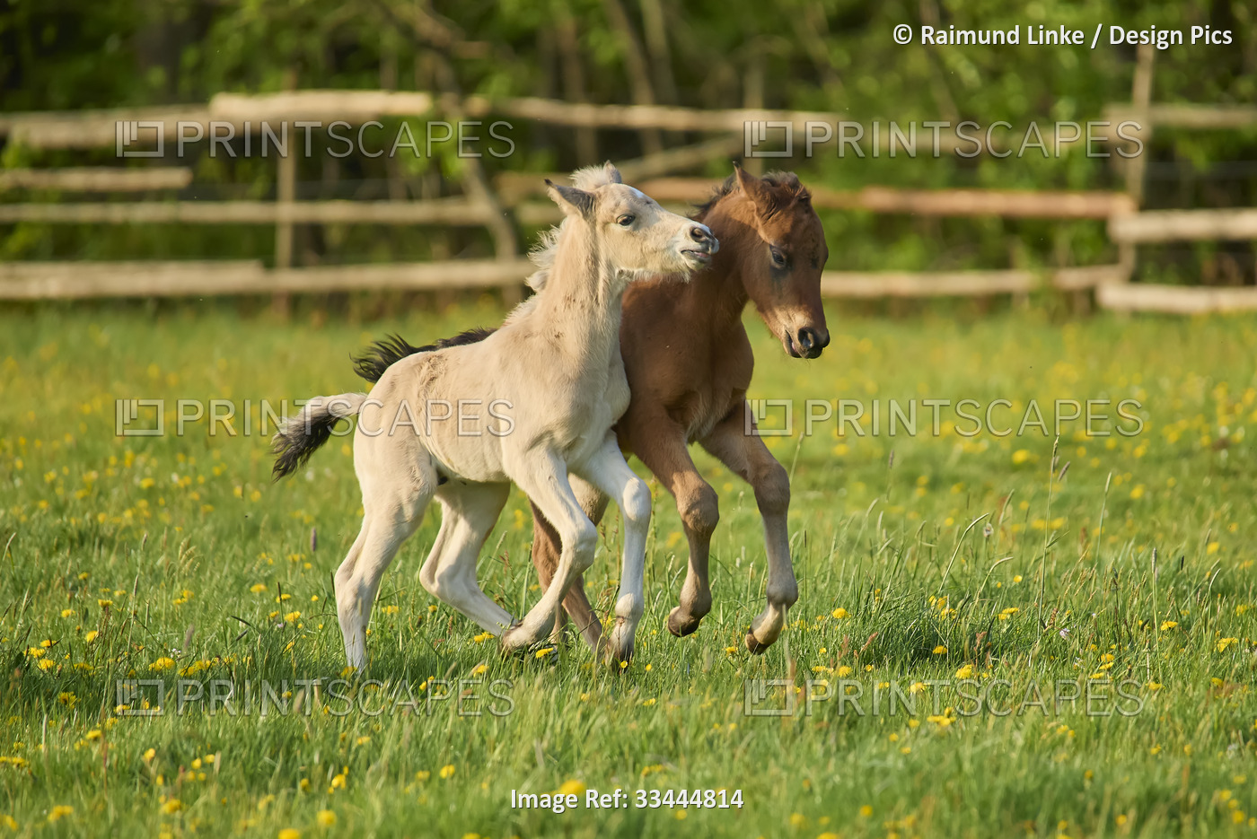Two foals running on a pasture in springtime; Odenwald, Baden-Wurttemberg, ...