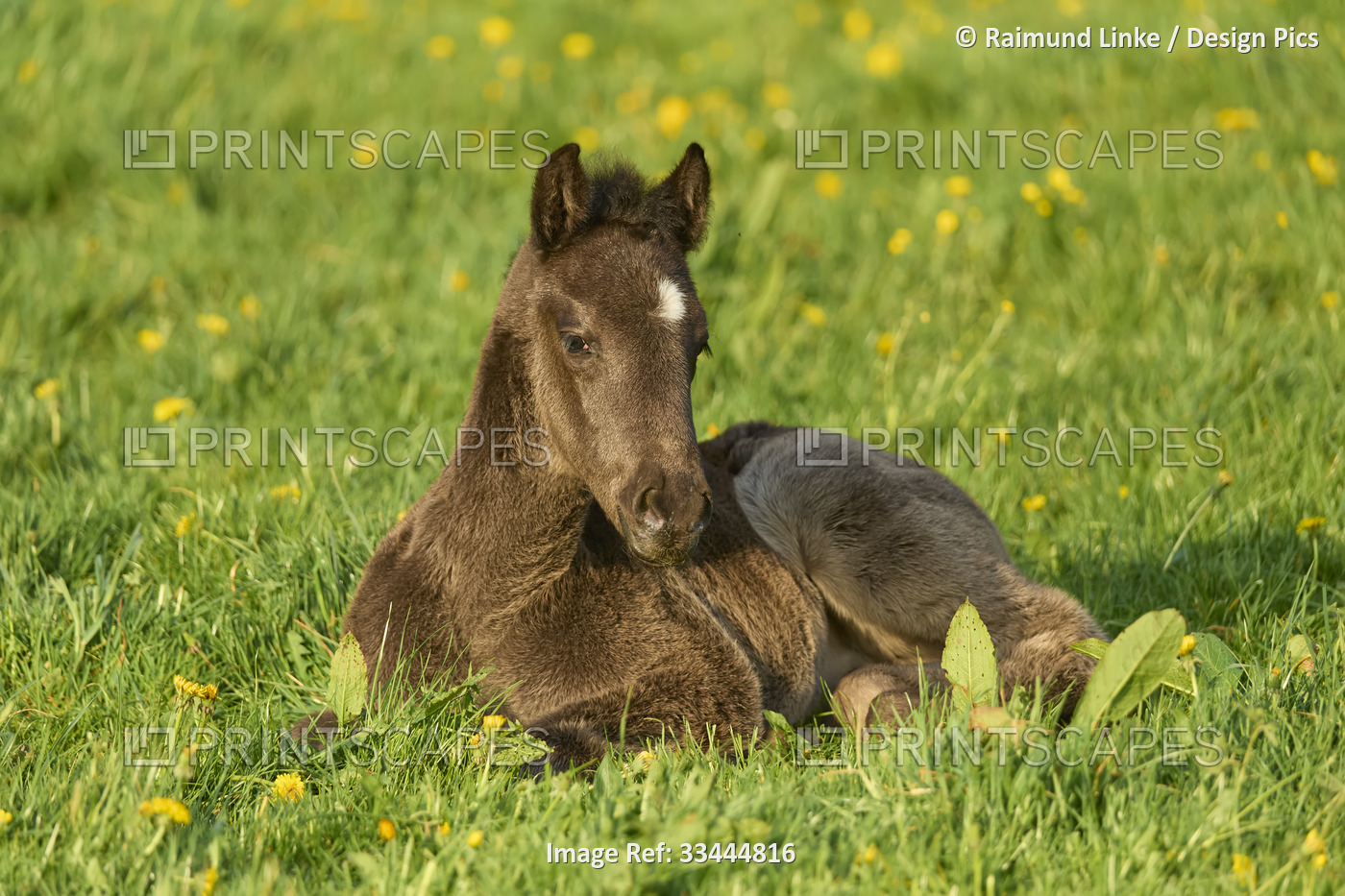 Foal lying on a pasture in springtime; Odenwald, Baden-Wurttemberg, Germany