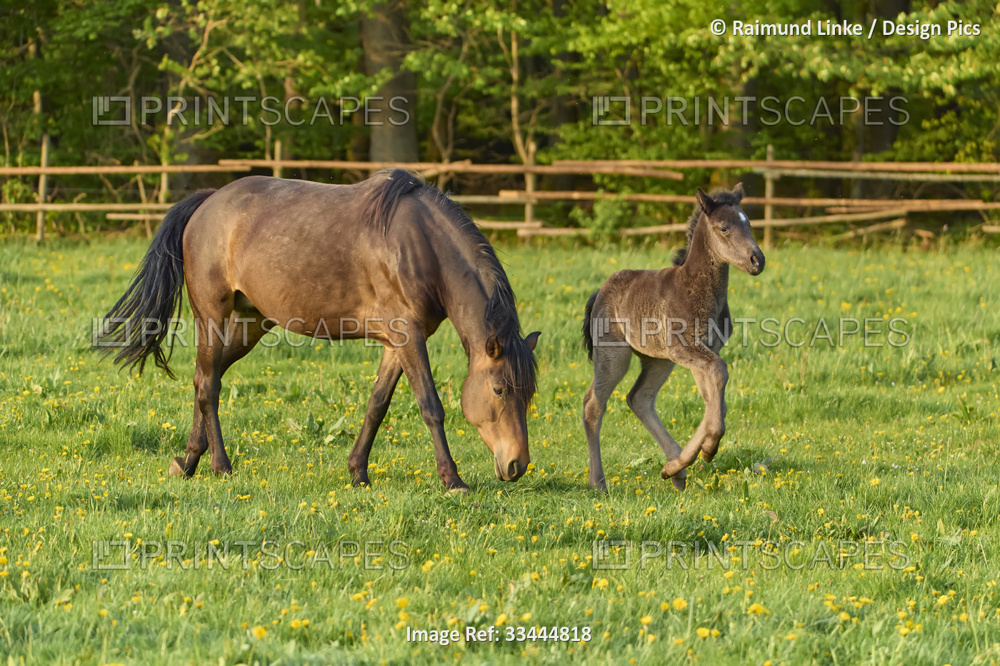 Mare and foal horses on pasture in springtime; Odenwald, Baden-Wurttemberg, ...