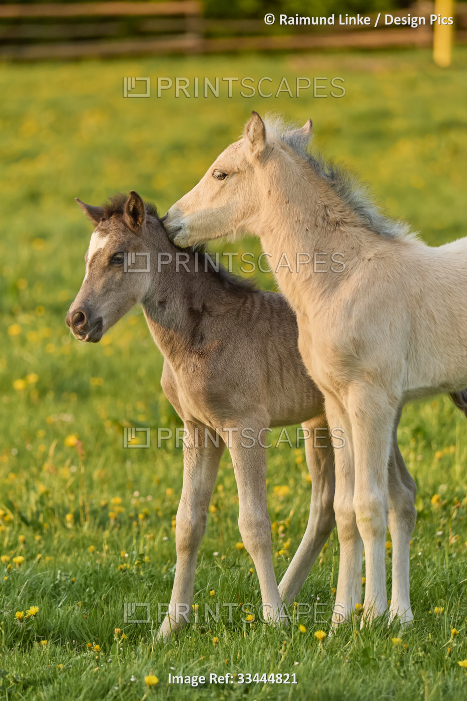 Two foals on a pasture in springtime; Odenwald, Baden-Wurttemberg, Germany