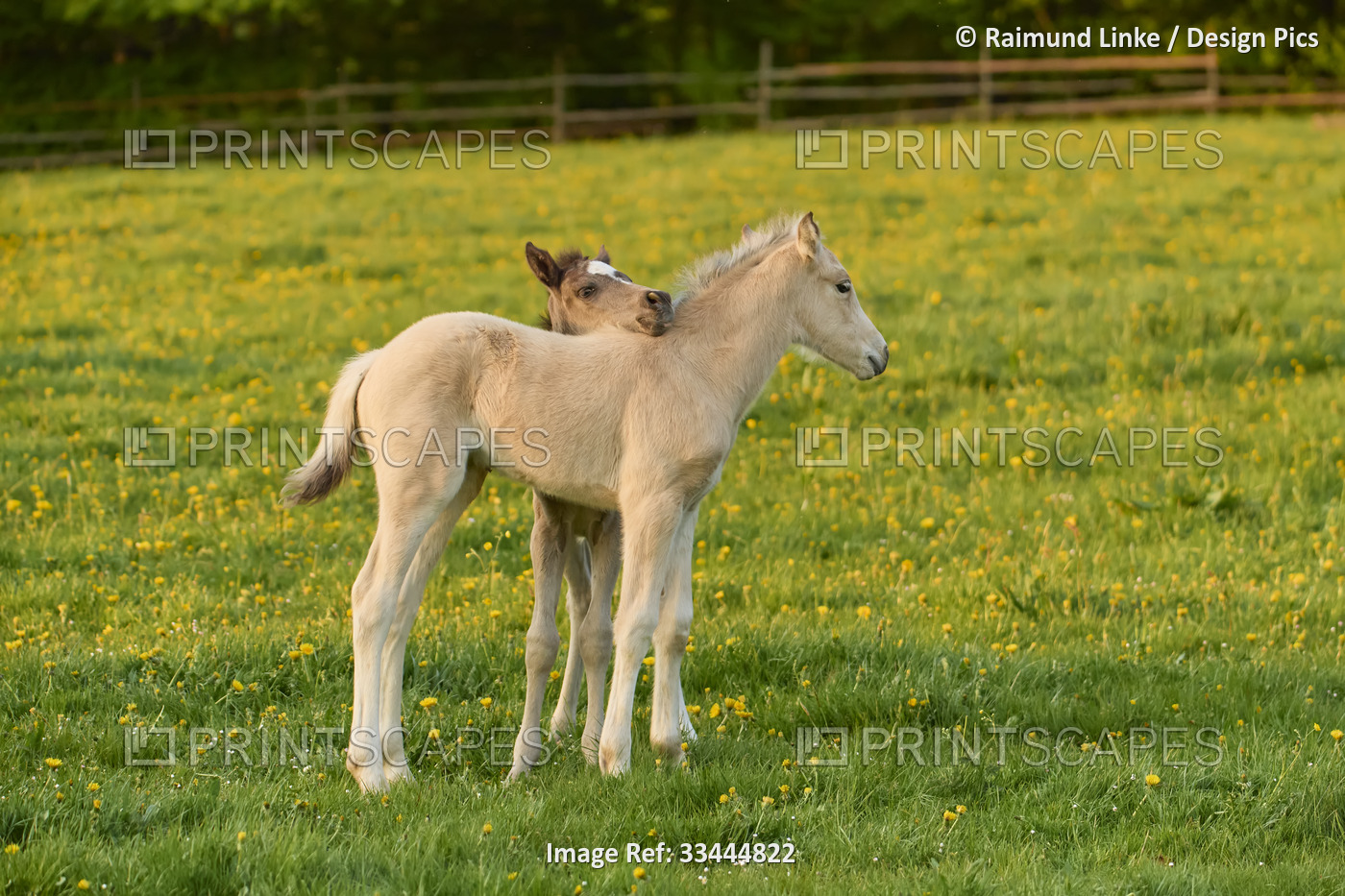 Two foals on a pasture in springtime; Odenwald, Baden-Wurttemberg, Germany
