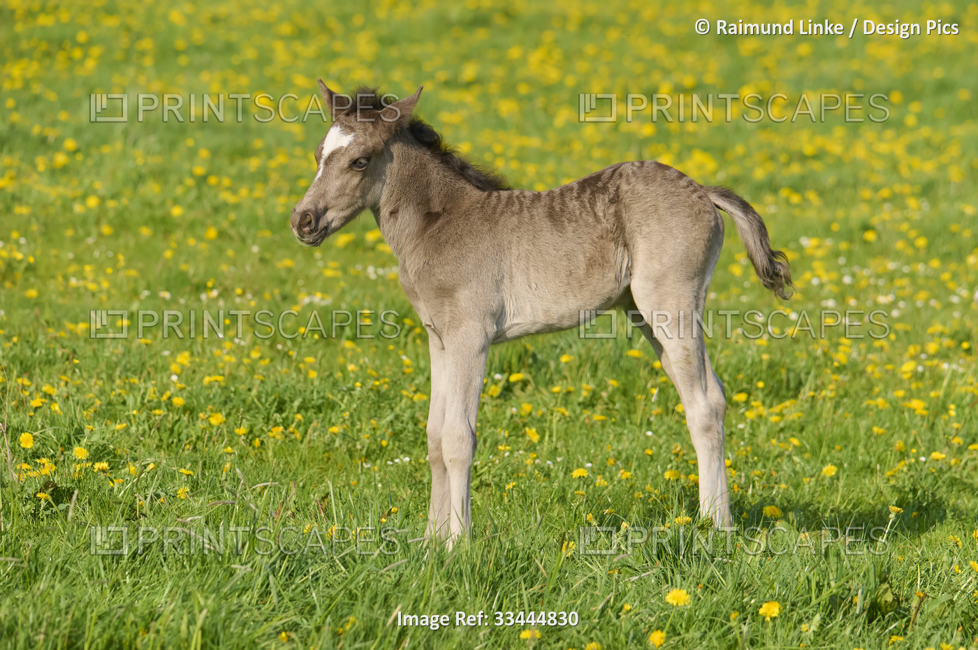 Foal standing on pasture in springtime; Odenwald, Baden-Wurttemberg, Germany