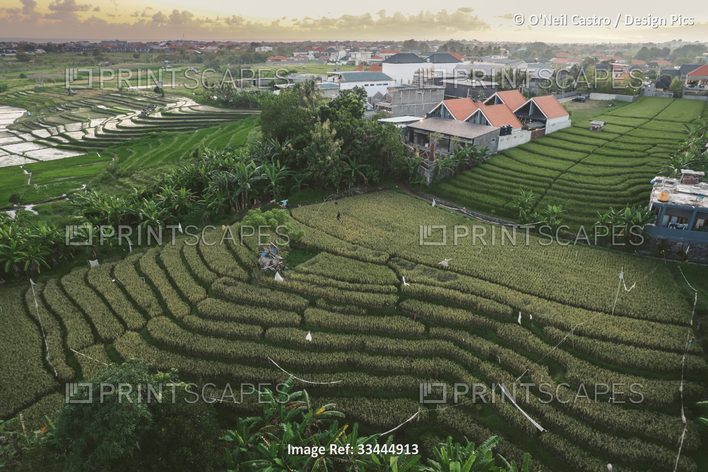 Terraced farming and farm buildings; Canggu, Bali, Indonesia