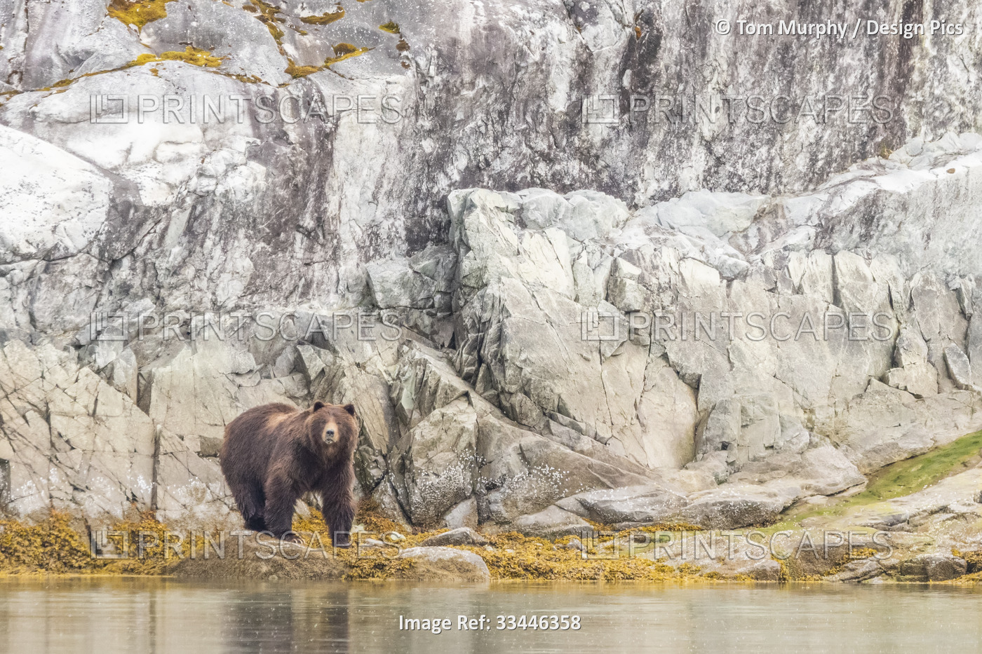 Portrait of a brown bear (Ursus arctos) standing in front of a rocky cliff face ...