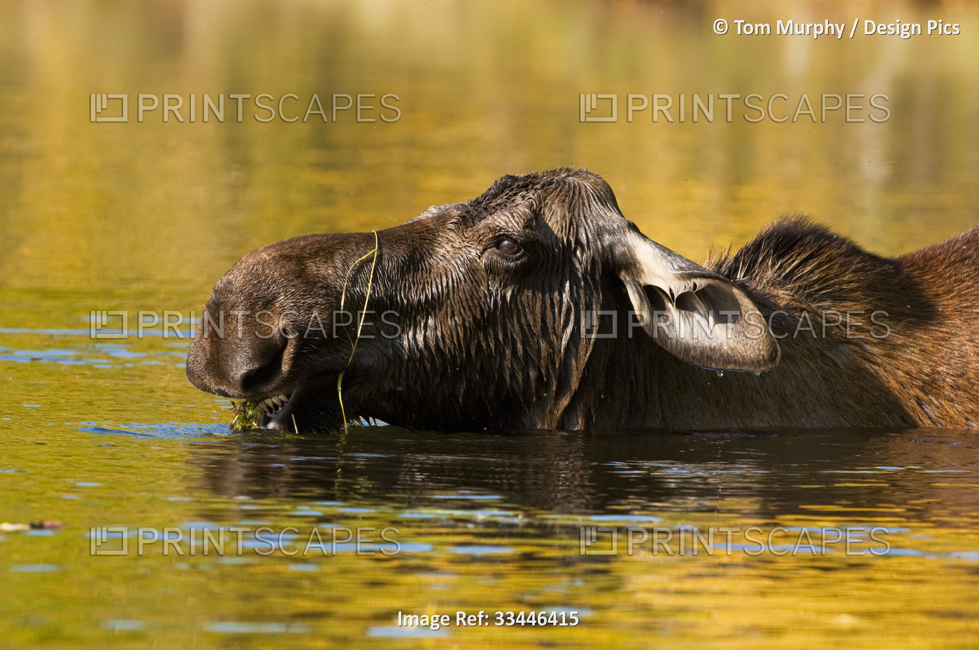 Close-up of a cow, moose (Alces alces) swimming in the water and eating plants ...