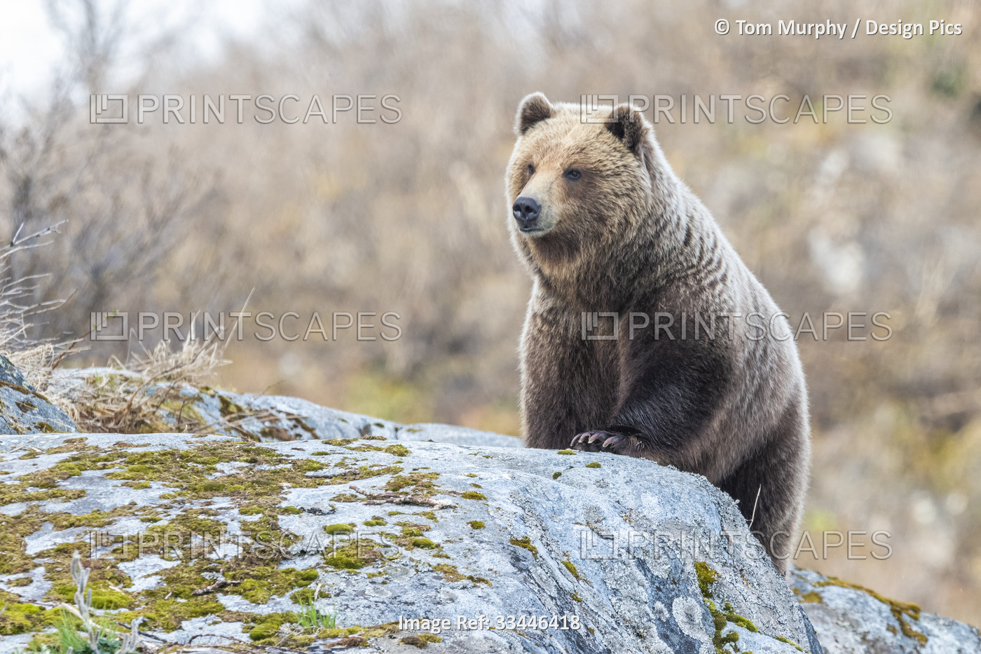 Portrait of a brown bear (Ursus arctos) standing on the rocks in Glacier Bay ...
