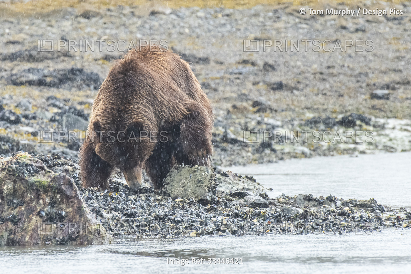 Brown bear (Ursus arctos) walking along the rocky shore of the seacoast looking ...