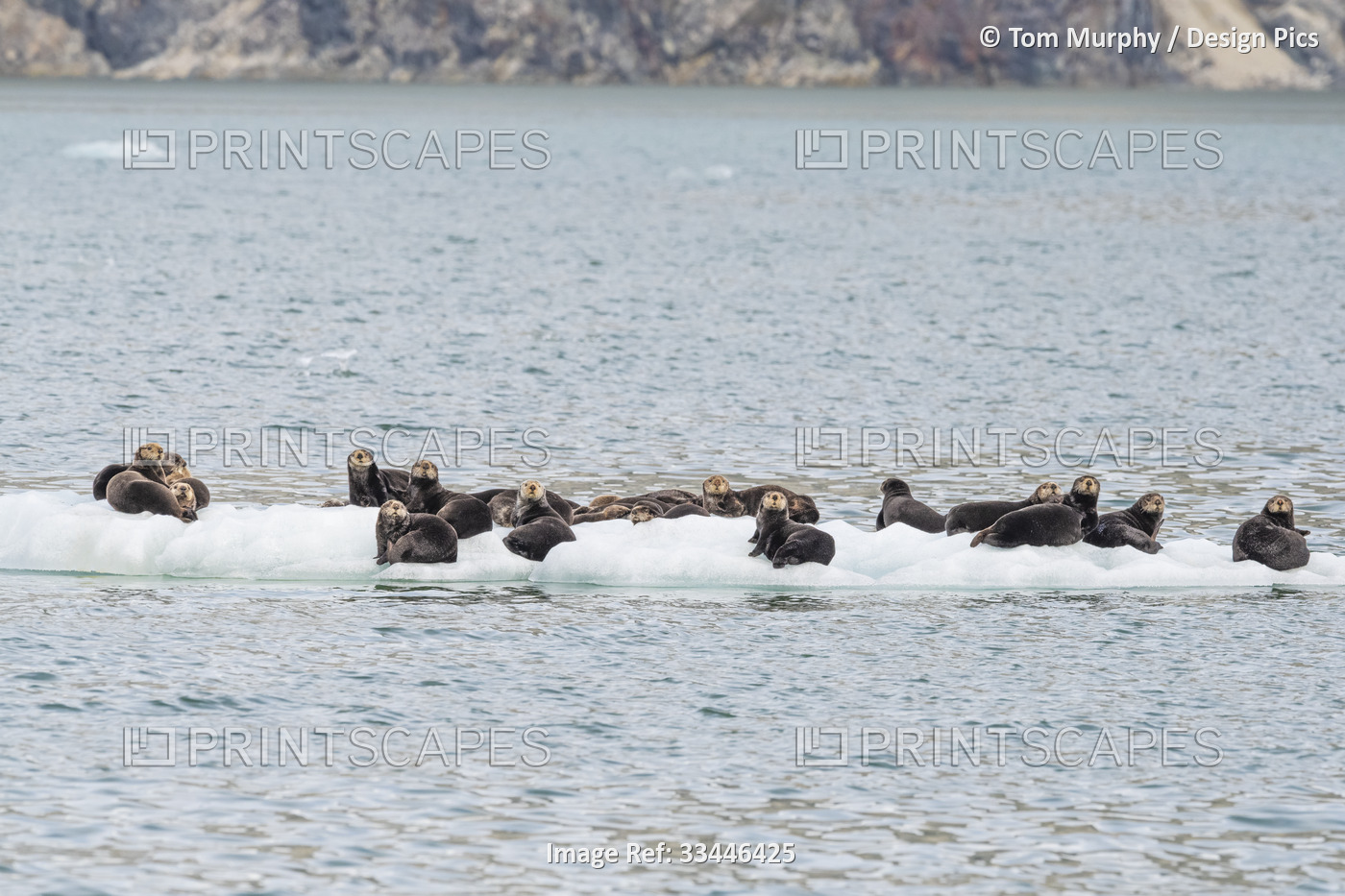 A raft of sea otters (Enhydra lutris) resting on sea ice in Glacier Bay ...