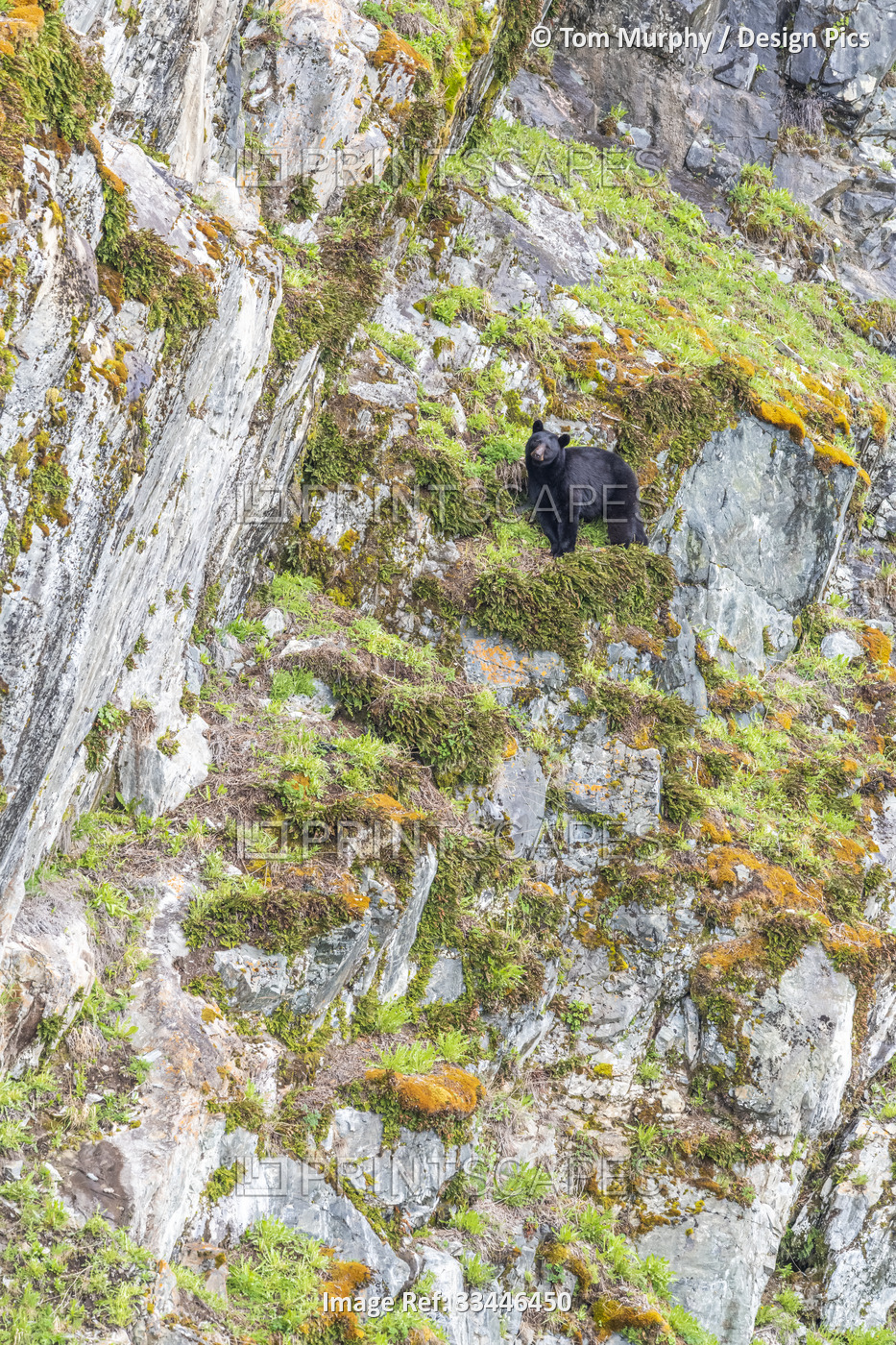 Portrait of an American black bear (Ursus americanus) standing high-up on a ...