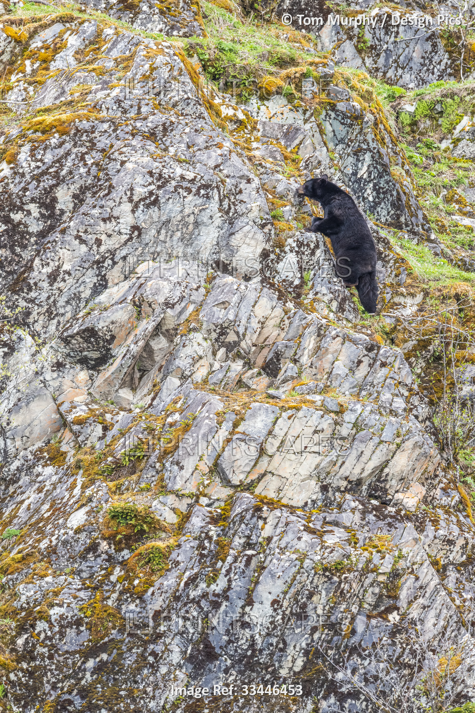 American black bear (Ursus americanus) climbing up a steep cliff in Glacier Bay ...