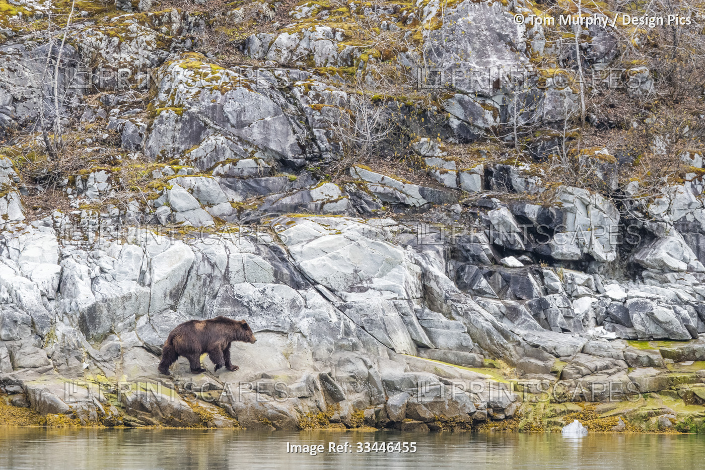 Brown bear (Ursus arctos) walking on the rocky shore looking for seafood in ...