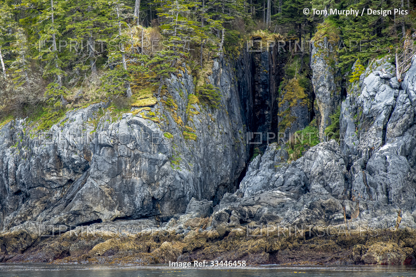 Moss and old conifers along the limestone cliffs on the shore of Admiralty ...