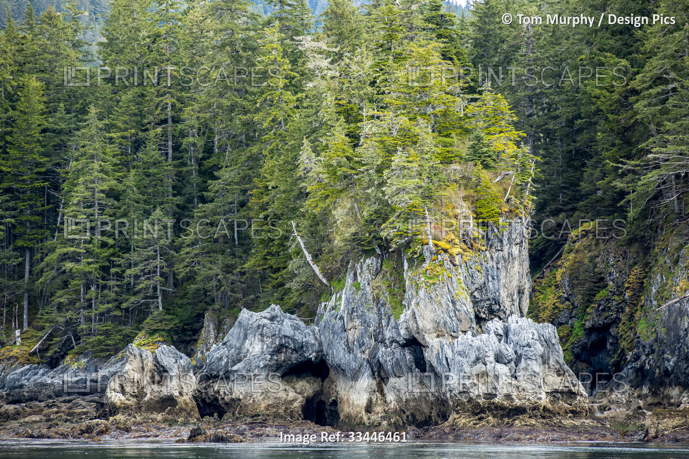 Old conifers along the limestone cliffs on the shore of Admiralty Island; ...