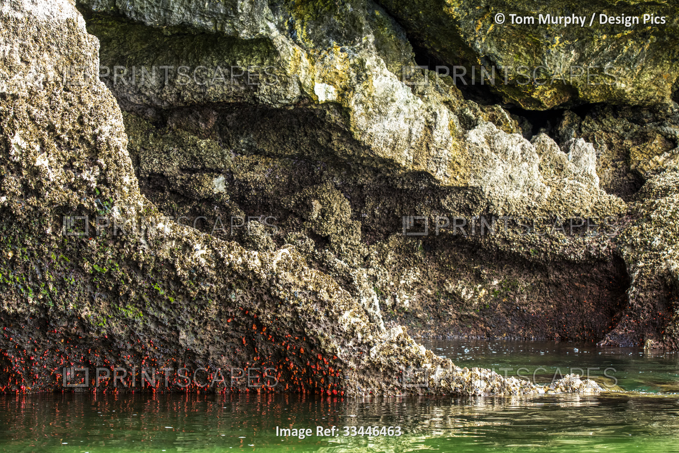 Close-up of the aquatic growth and crusty surface of the eroded limestone rock ...