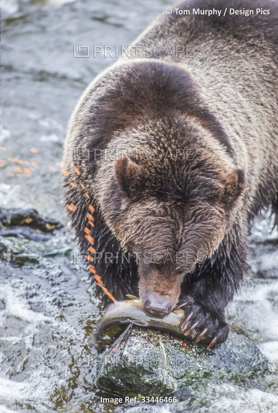 Brown bear (Ursus arctos) standing on the rocky shore eating salmon and ...
