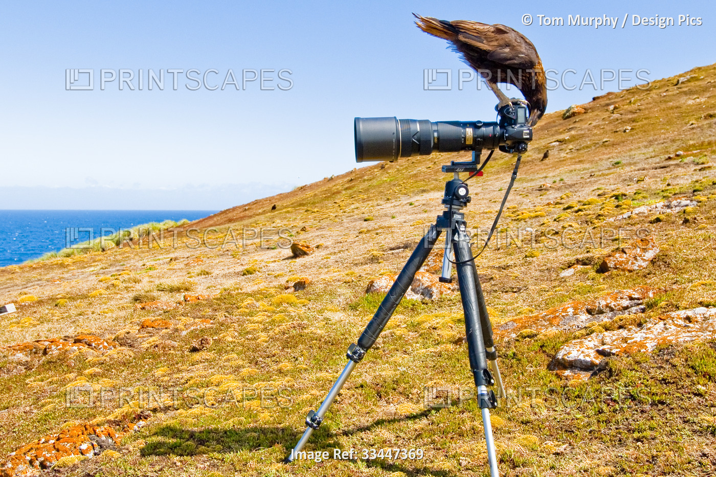 A curious striated caracara looks at his reflection in the back of a camera; ...
