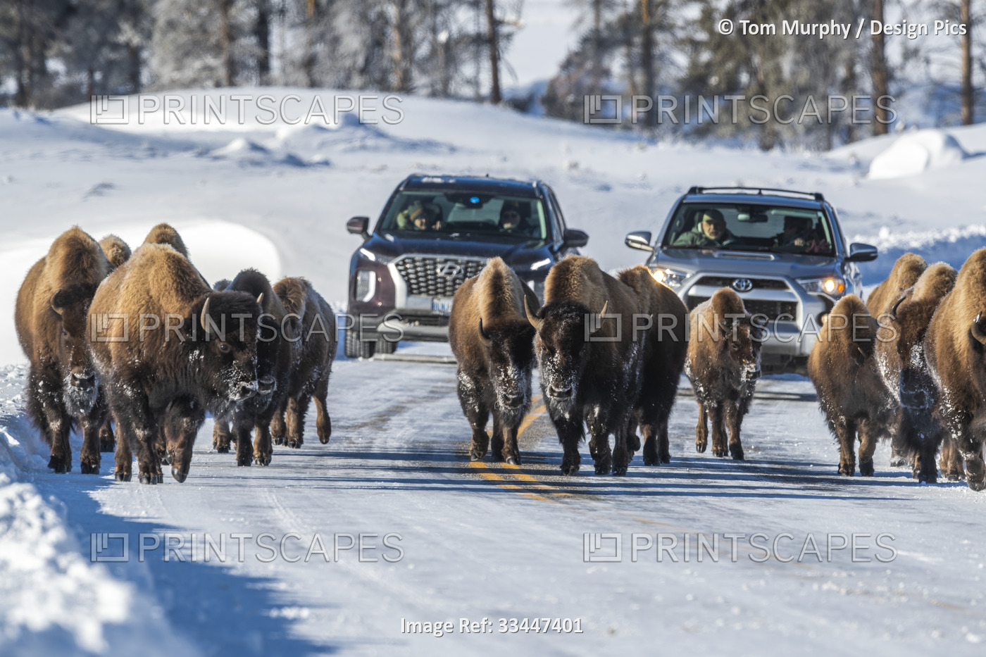 Herd of American bison (Bison bison) walking down the middle of the highway in ...