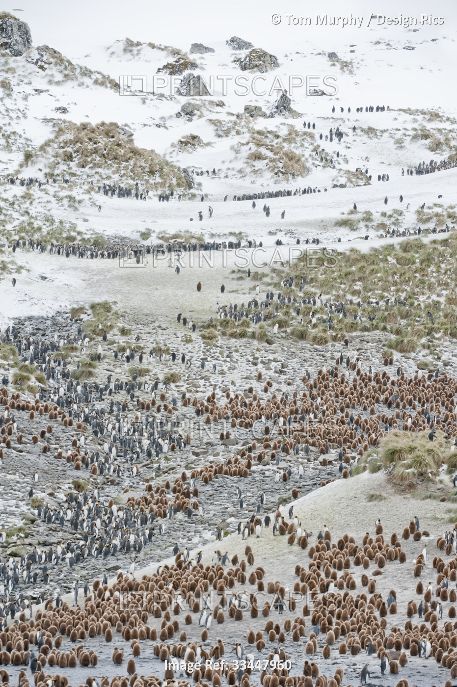Rookery of hundreds of king penguins (Aptenodytes patagonicus) on the rocky ...