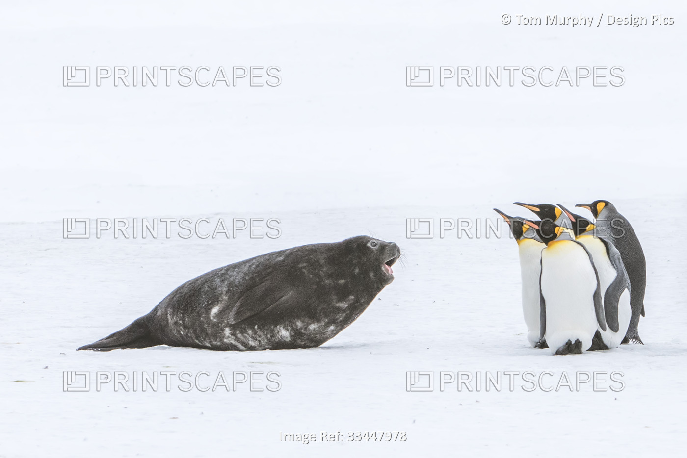Southern elephant seal pup (Mirounga leonina) barking at small group of king ...