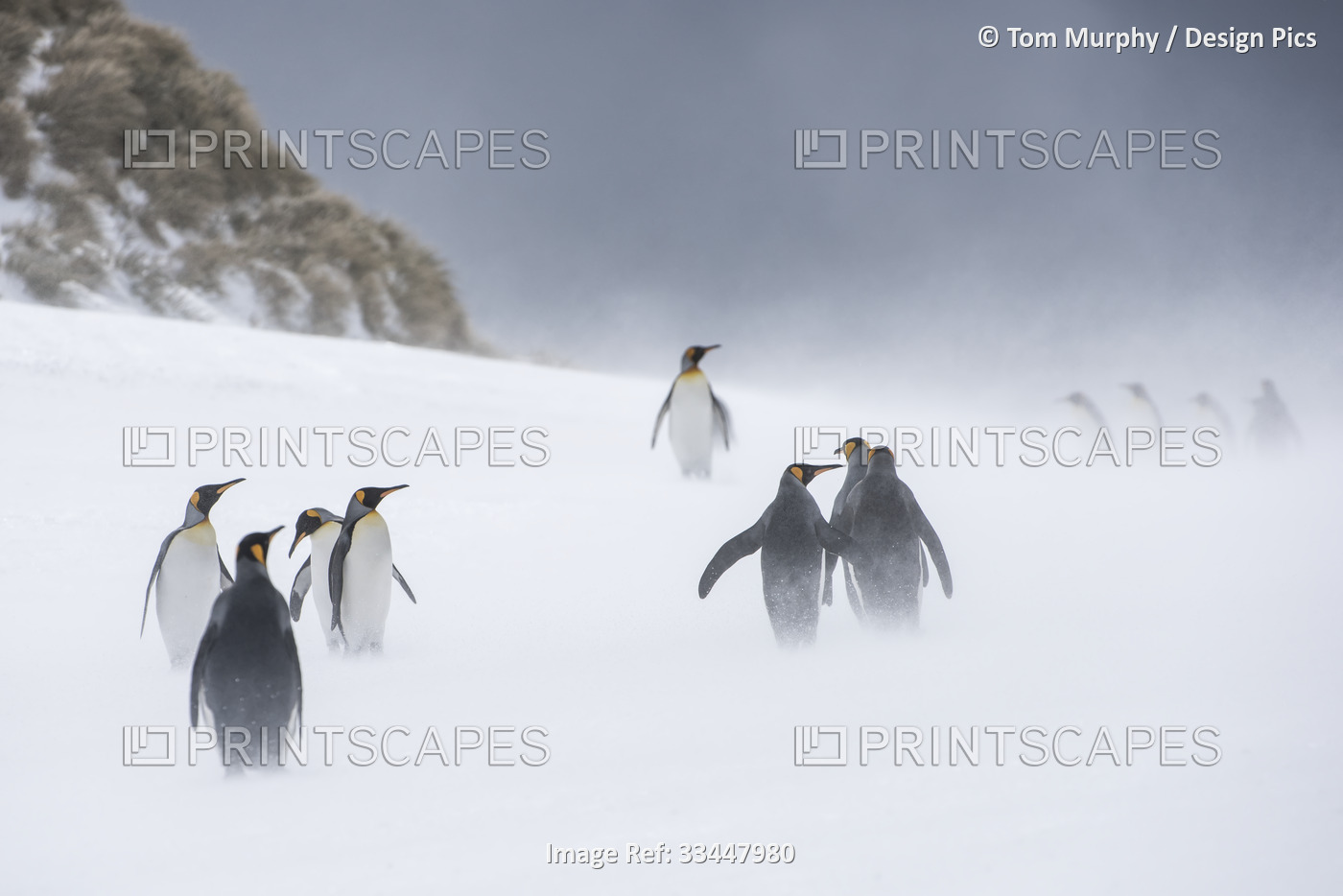 King Penguins (Aptenodytes patagonicus) standing in small groups up on the ...