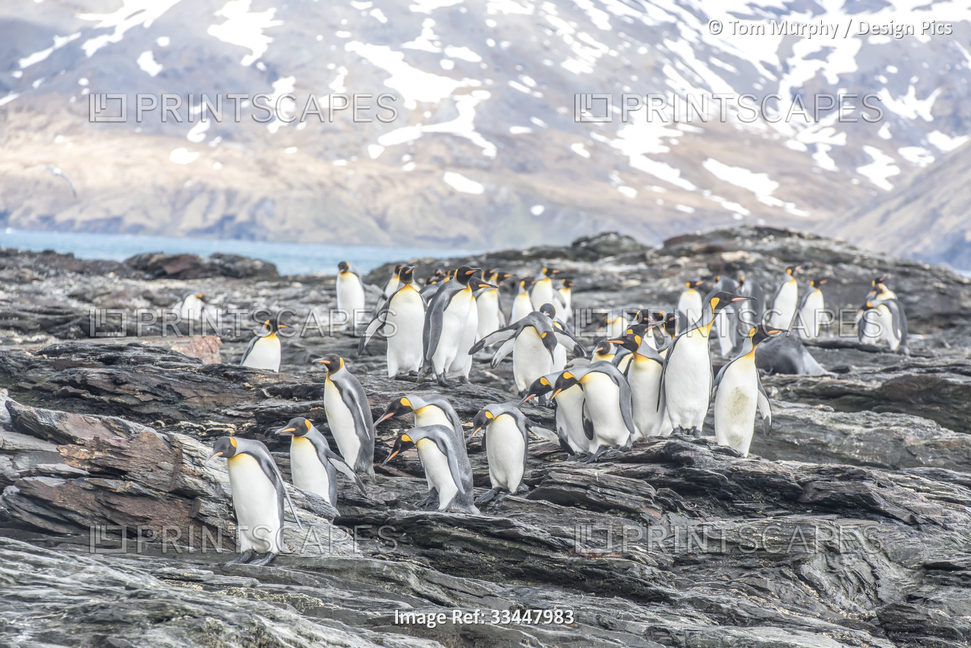 King Penguins (Aptenodytes patagonicus) walking on the jagged, rocky shore of ...