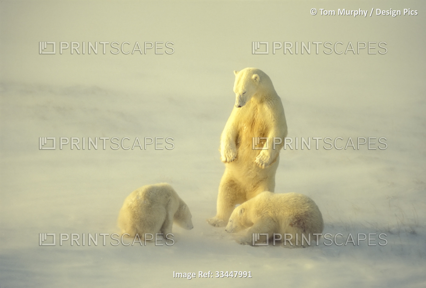 Mother polar bear (Ursus maritimus) standing upright keeping watch over her ...