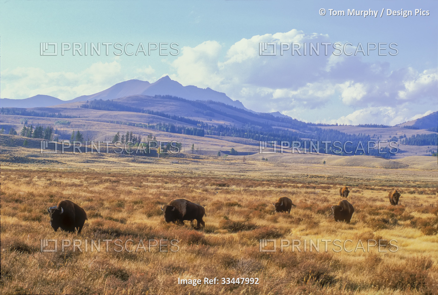 Bull bison (Bison bison) grazing on the open range below Electric Peak on Swan ...