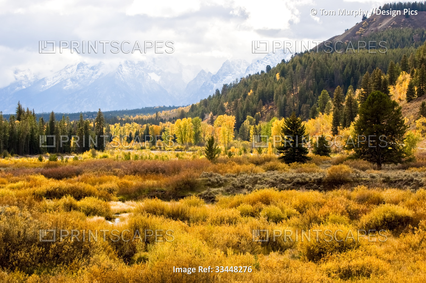 Golden fall colors of shrubs and cottonwoods along Pacific Creek in Yellowstone ...