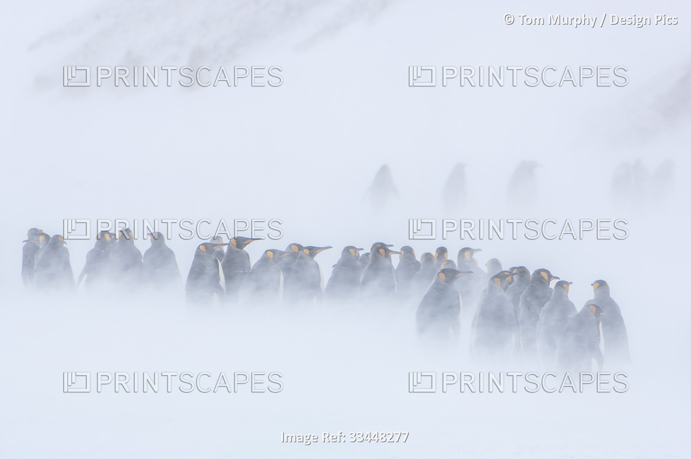 King Penguins (Aptenodytes patagonicus) standing together in groups on the ...