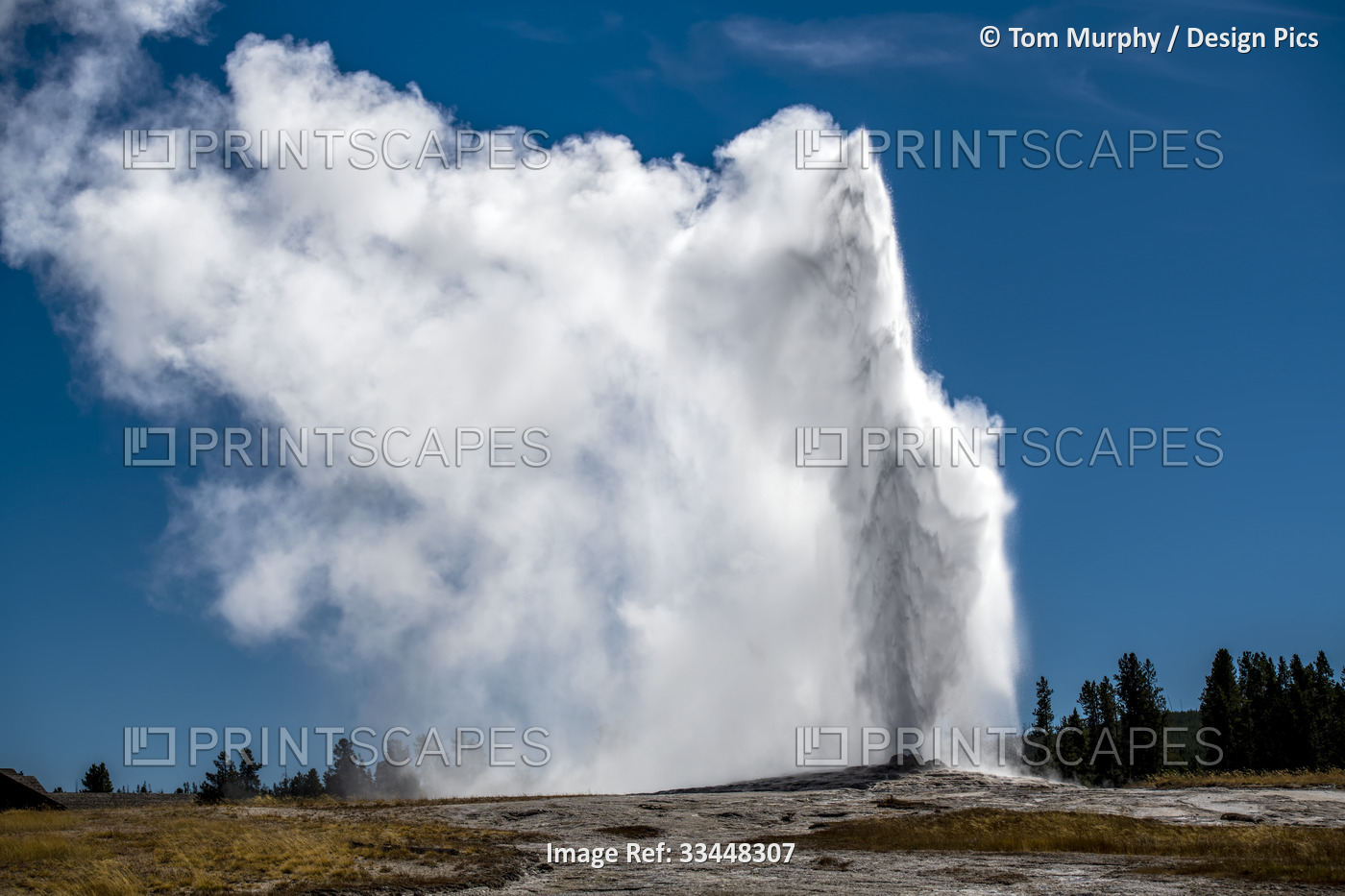 Old Faithful erupting from the earth's crust sending jets of water and steam ...