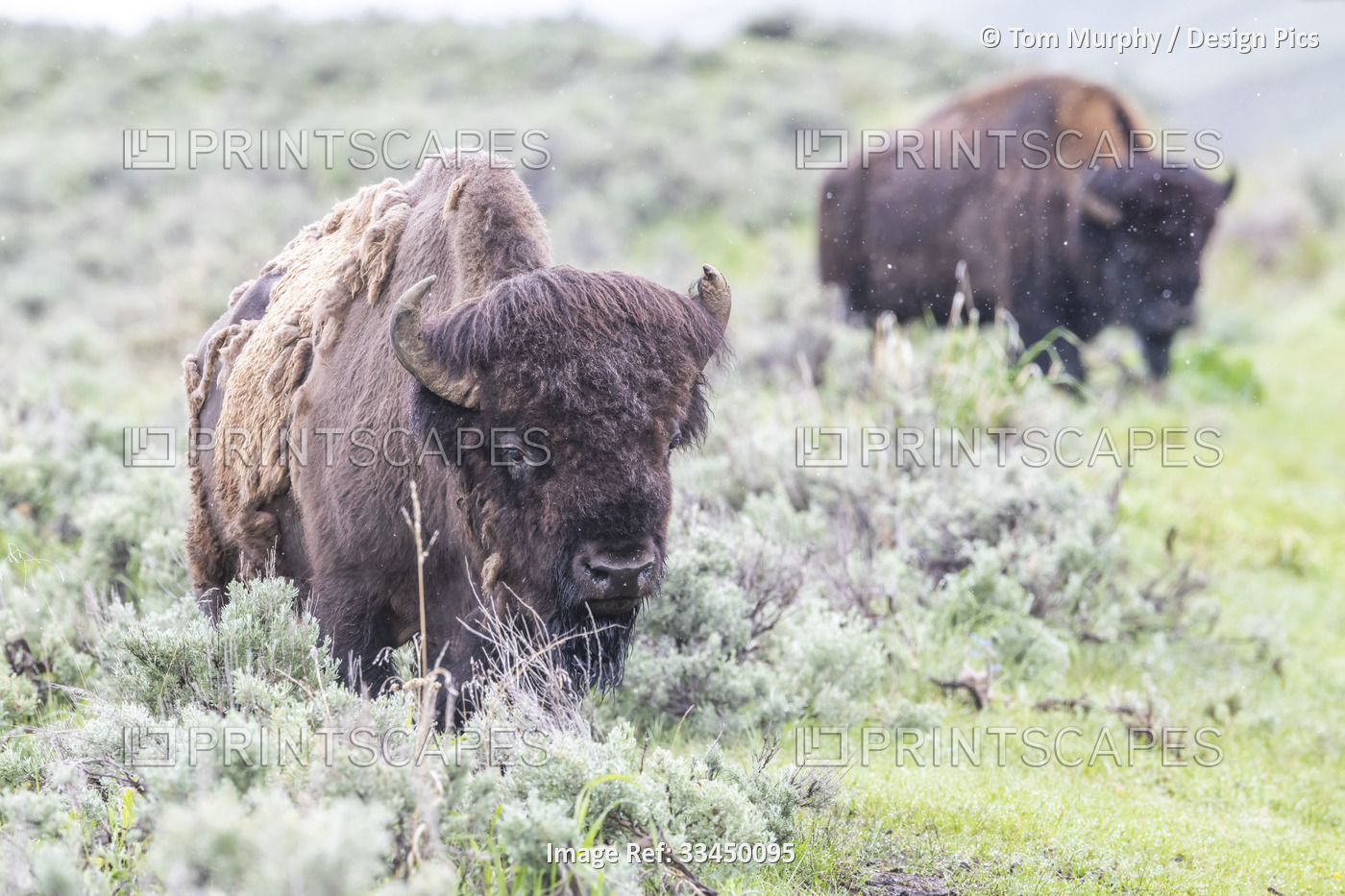 Herd of American bison (Bison bison) grazing on the sagebrush (Artemisia ...