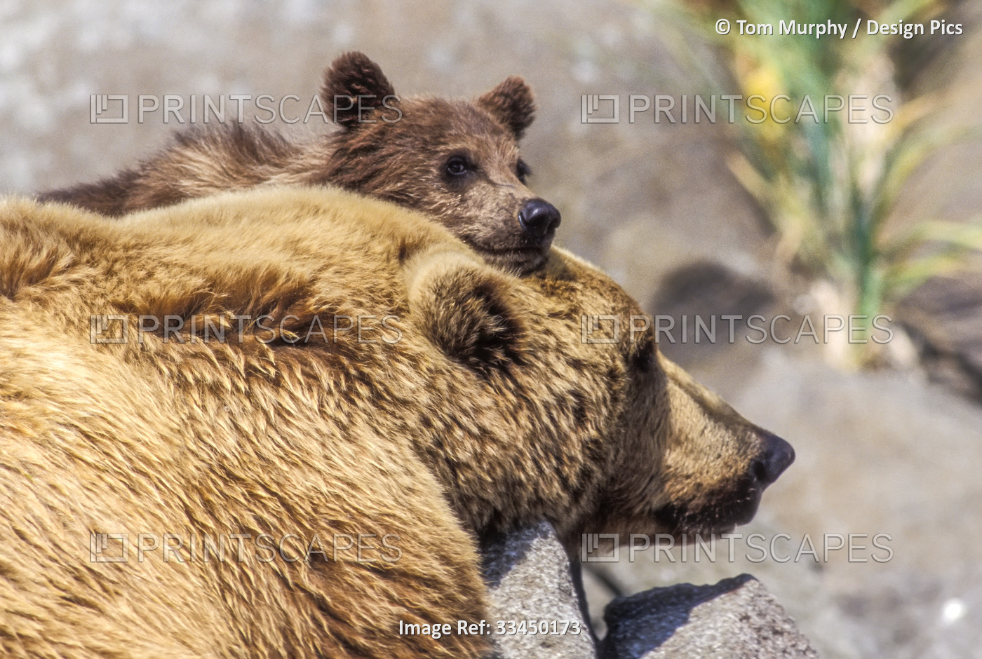 View taken from behind of a brown bear cub (Ursus arctos) resting against Mom's ...