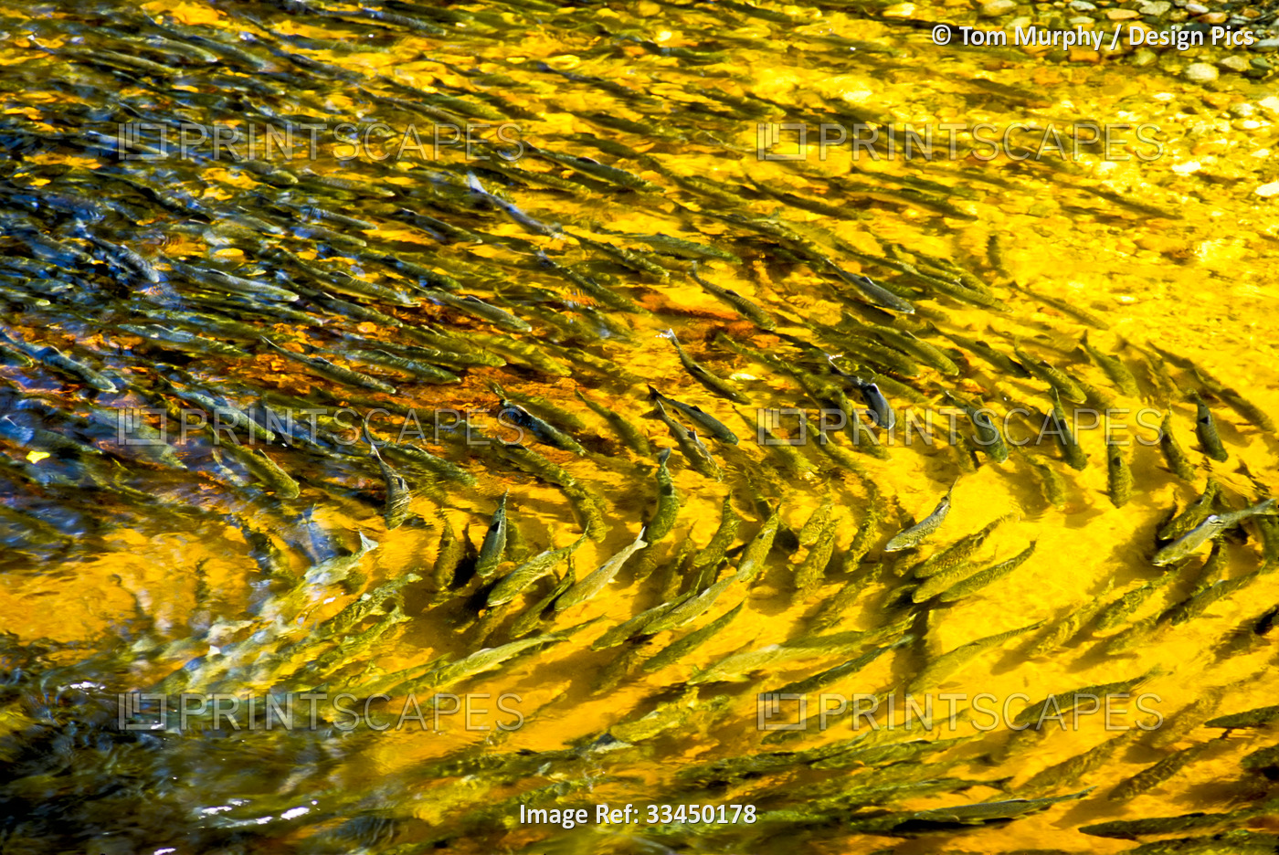 Swirling pattern of salmon (Oncorhynchus) swimming in a clear, water stream ...