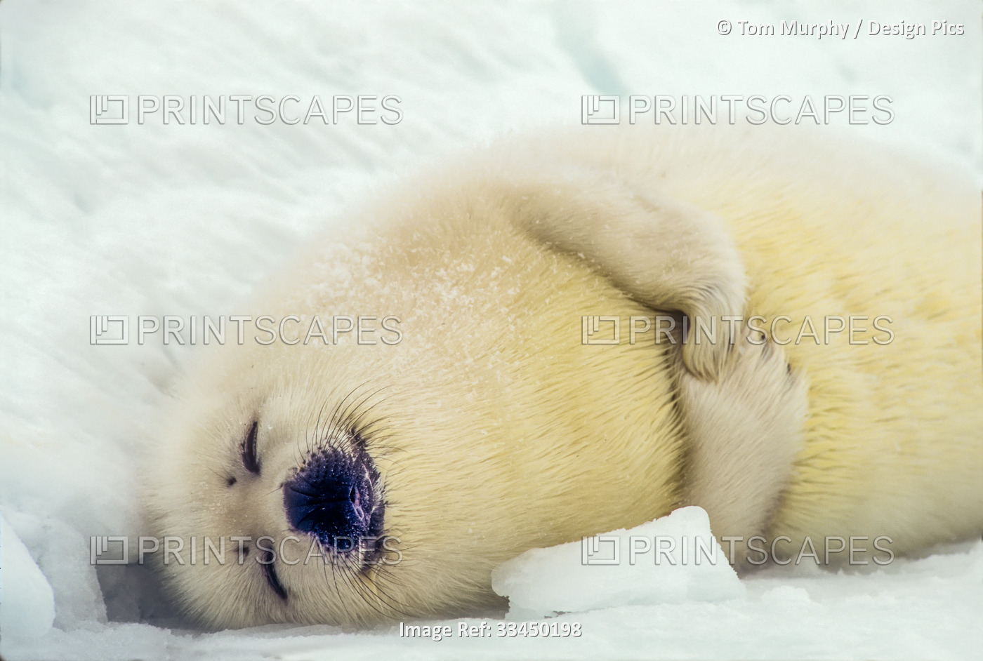 Newborn Harp seal pup (Phoca groenlandicus) lying in the snow sleeping; Canada