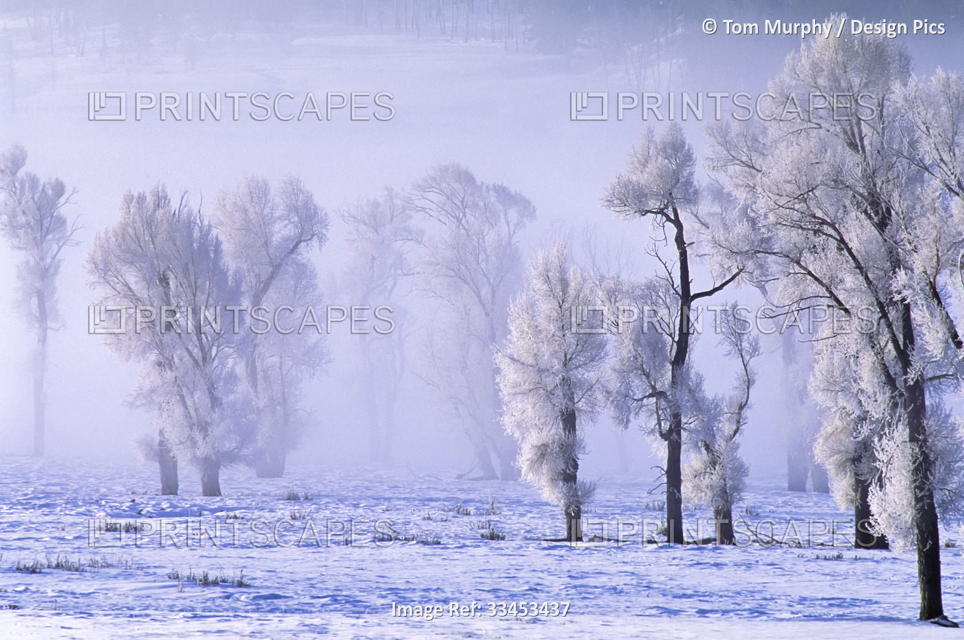 Eastern cottonwoods (Populus deltoides) covered in frost on a winter field in ...