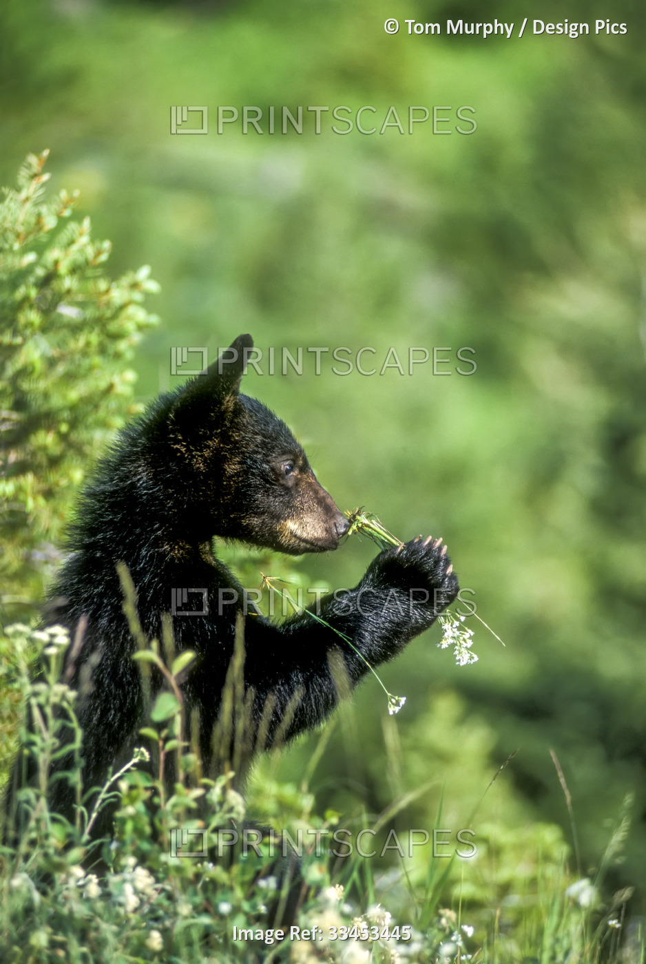 Portrait of an American black bear cub (Ursus americanus) sniffing a wildflower ...