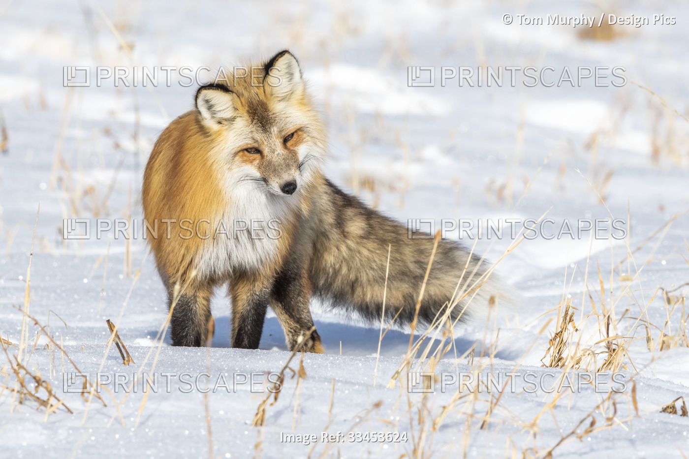 Red fox (Vulpes vulpes) standing on the snow covered ground stalking its prey ...