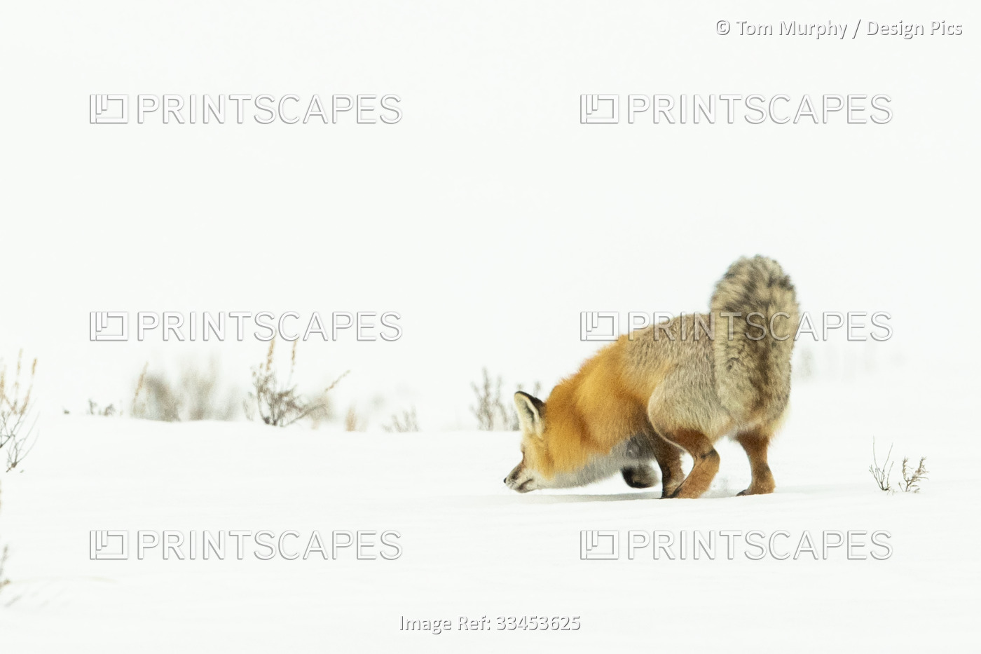 View taken from behind of a red fox (Vulpes vulpes) with nose close to the ...