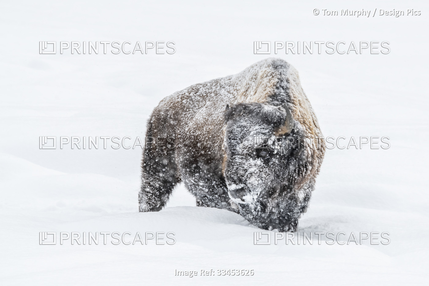 Snow-covered American Bison (Bison bison) standing in a snowstorm in ...