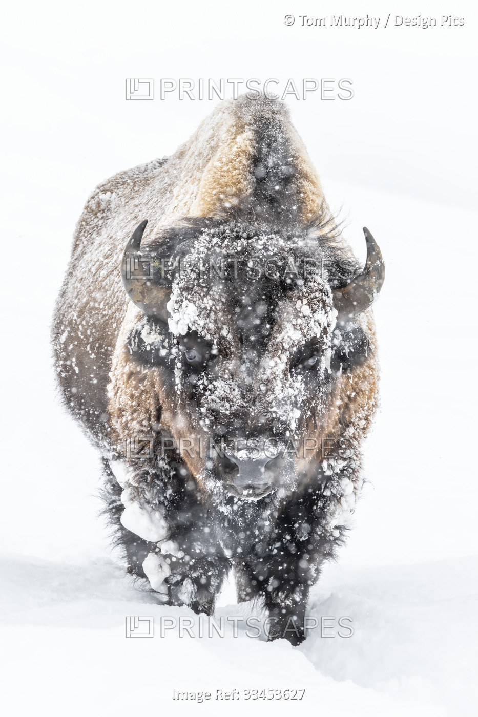 Portrait of a snow-covered Bison (Bison bison) standing in a snowstorm; ...