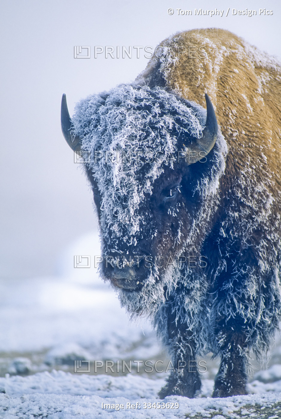 Portrait of a frost covered bison bull (Bison bison) in Yellowstone National ...